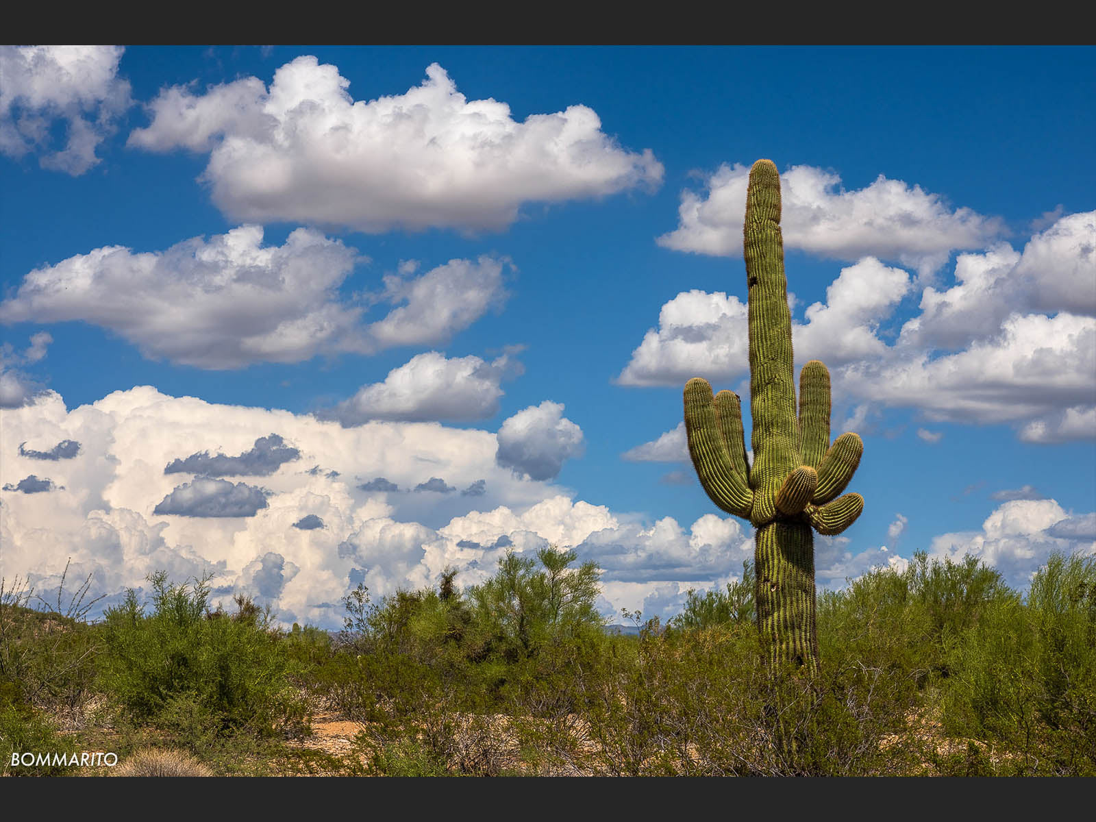 Lone Saguaro