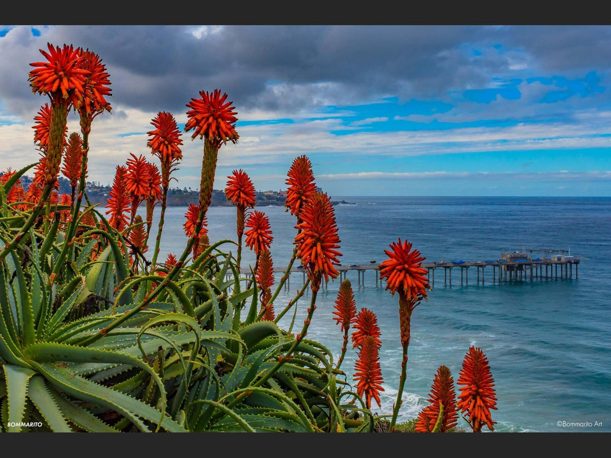 Aloe Flowers