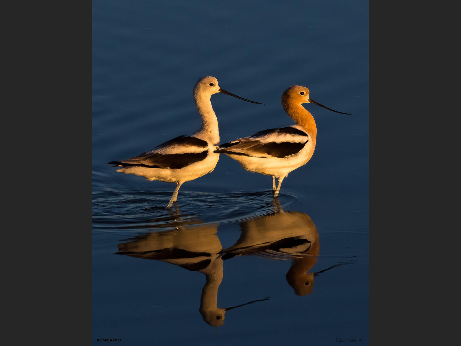 American Avocets