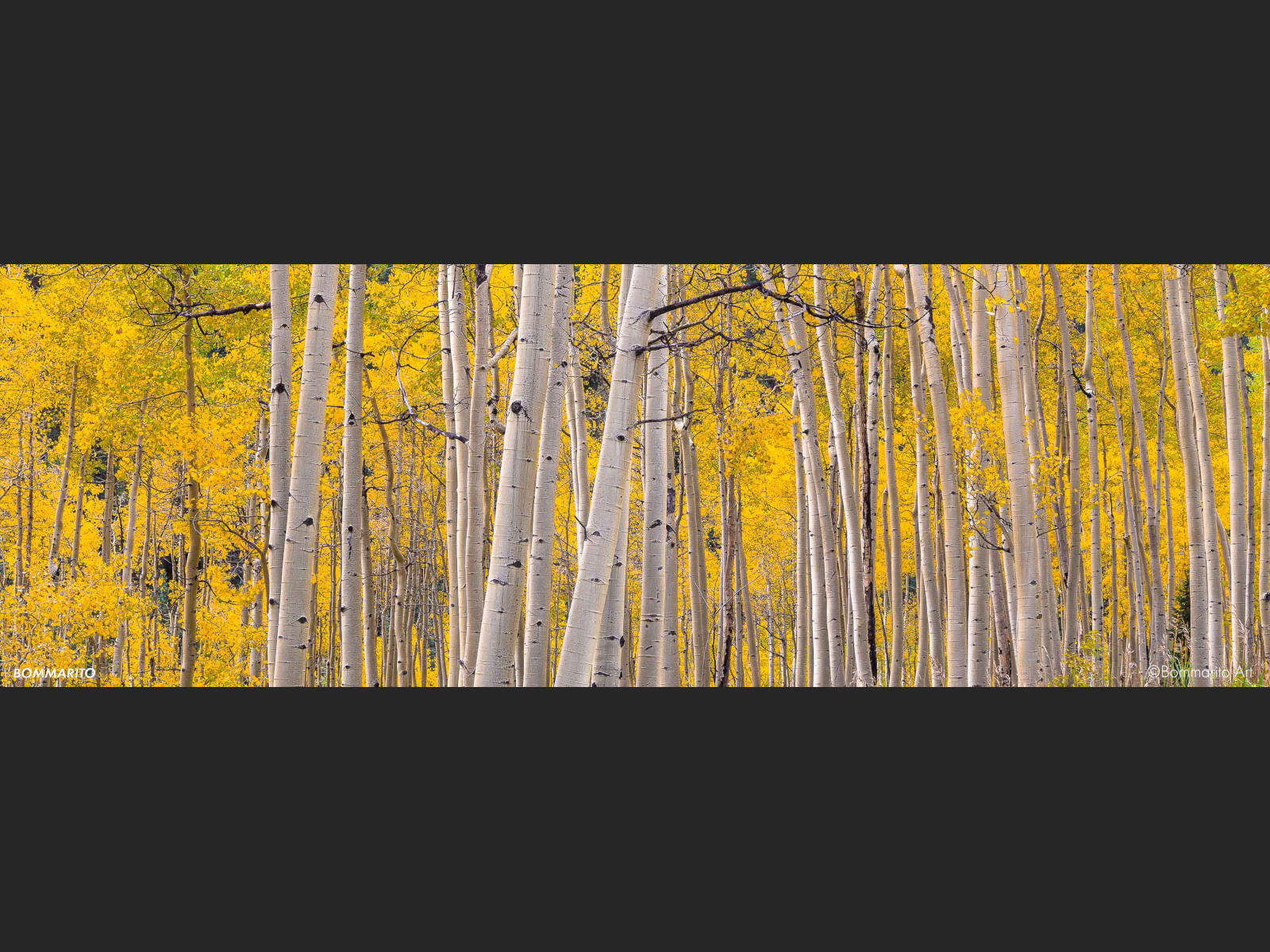 Aspen Gold
