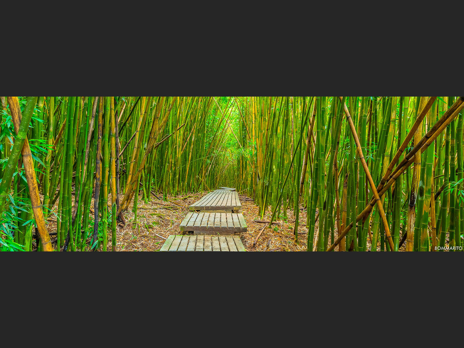 Bamboo Pathway