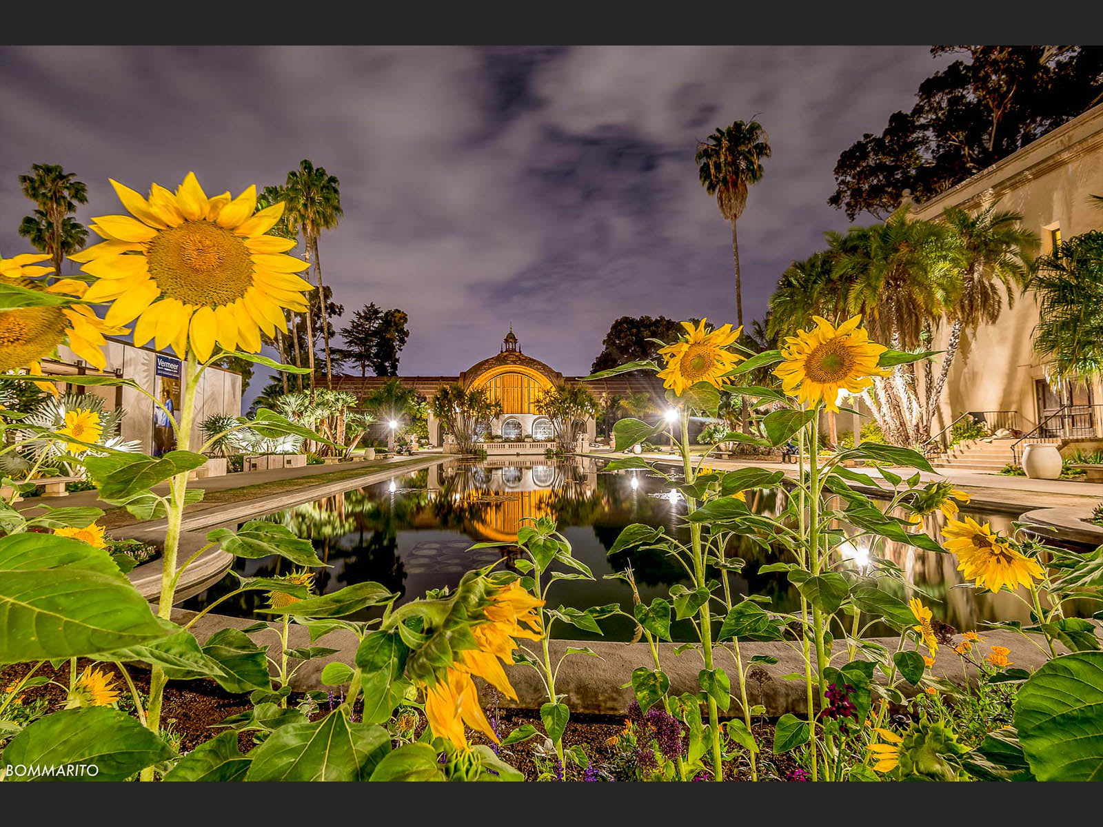 Balboa Sunflowers