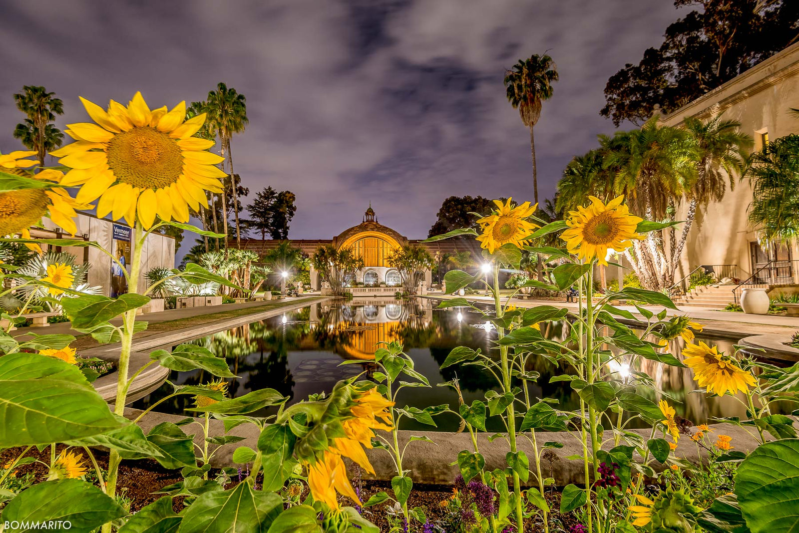 Balboa Sunflowers