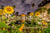 Balboa Sunflowers