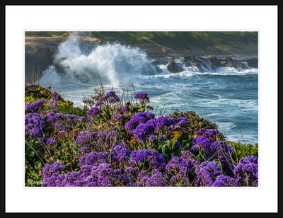 Coastal Lavender