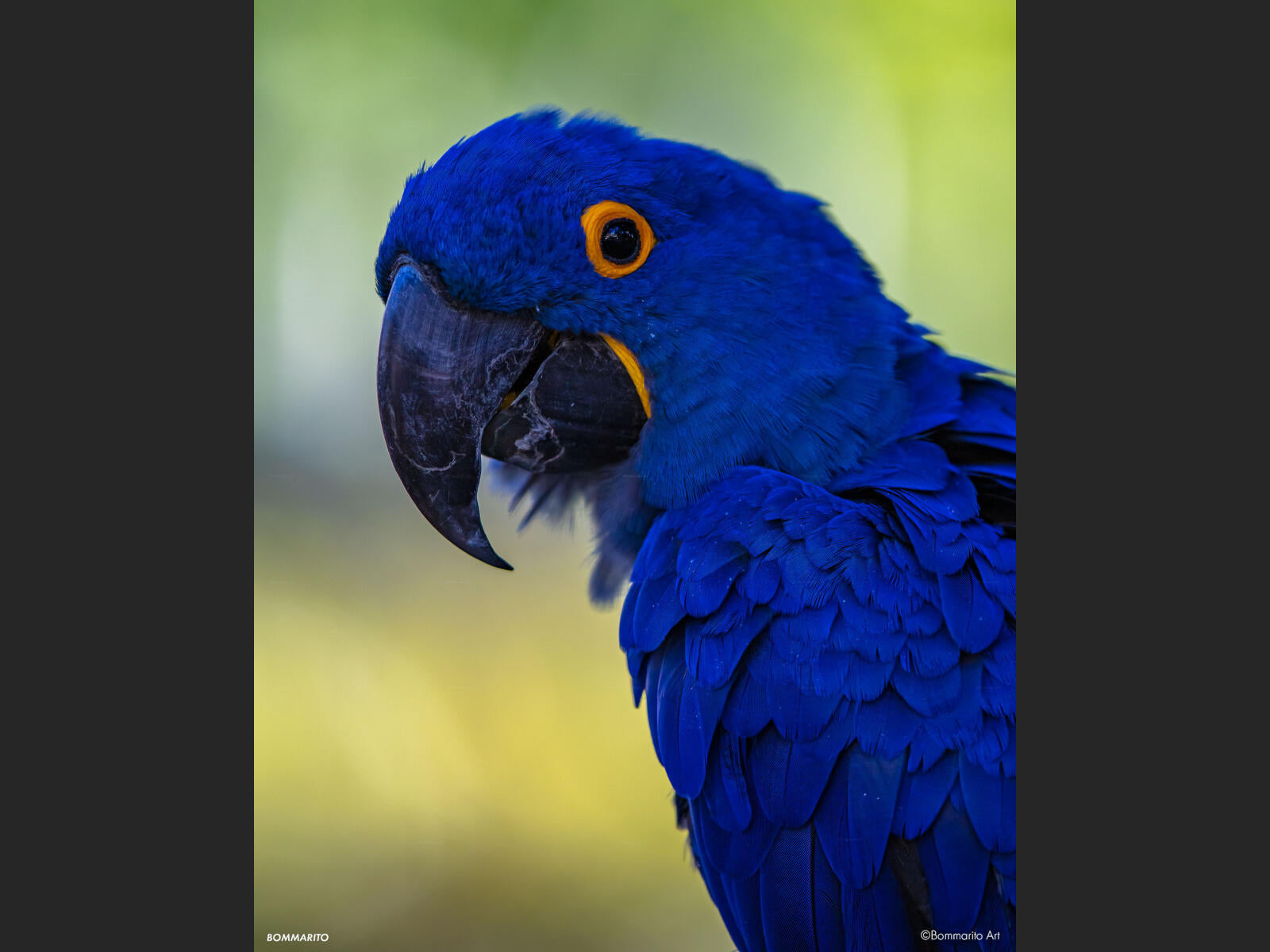 Blue Parrot