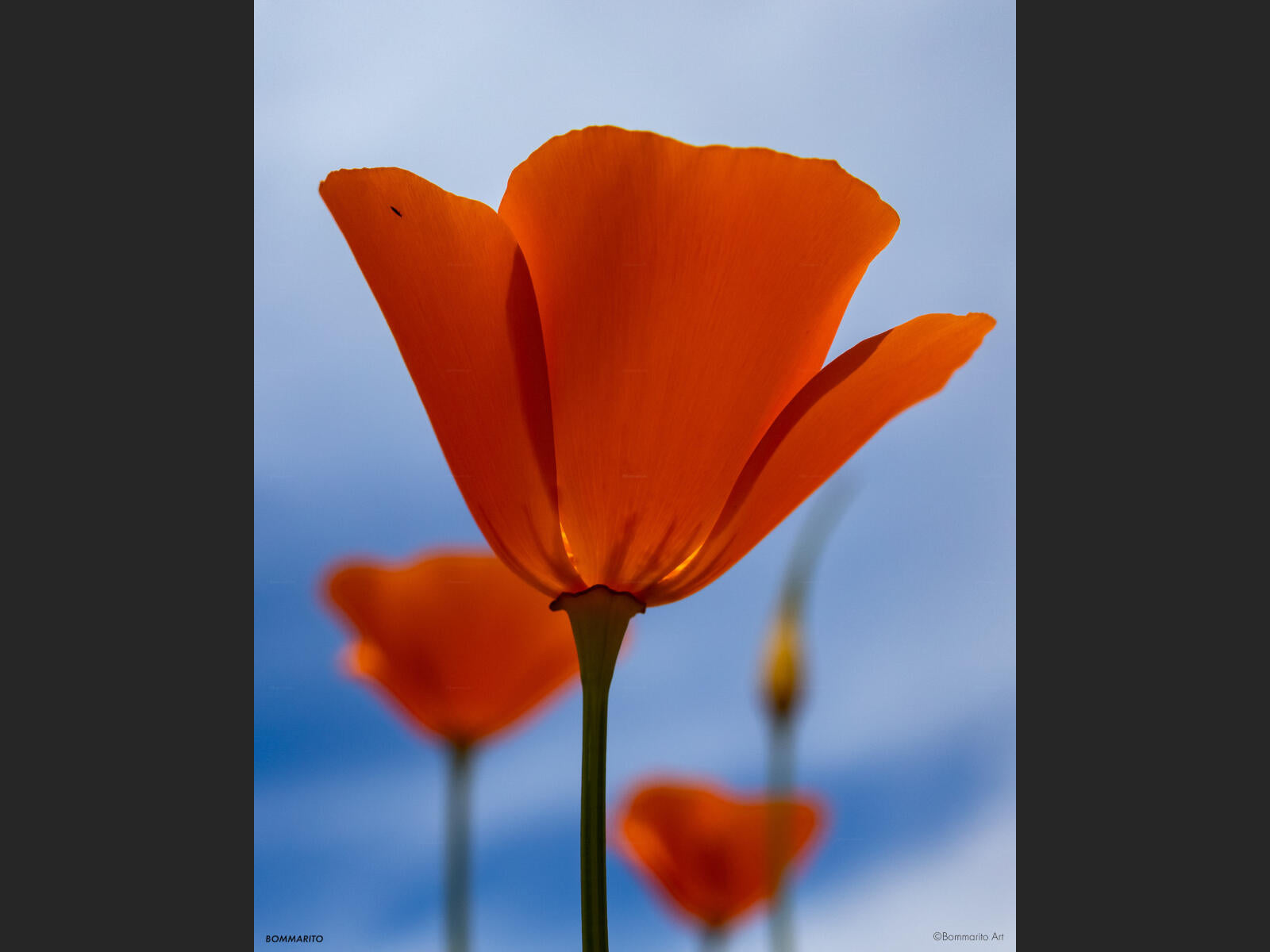 Blue Sky Poppies