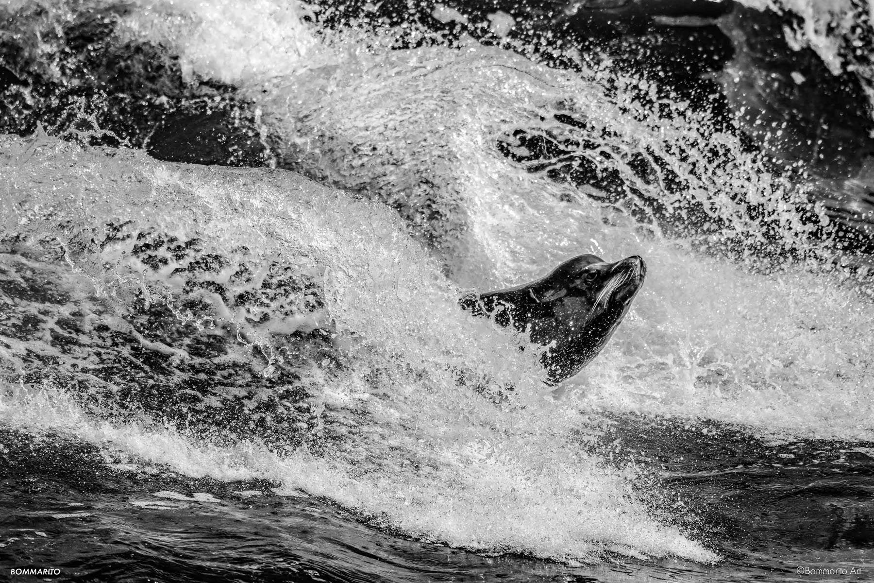 Body Surfing Sea Lion