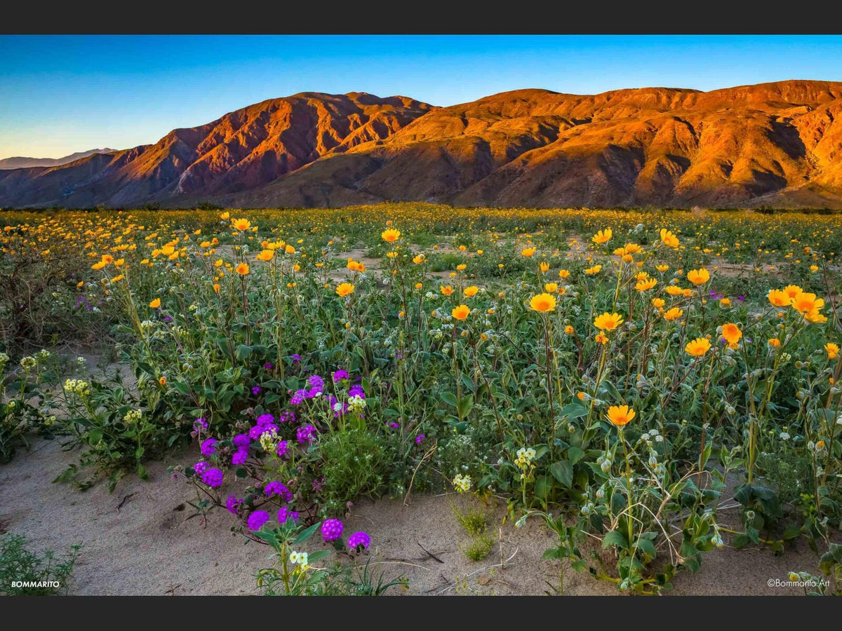 Borrego Flowers