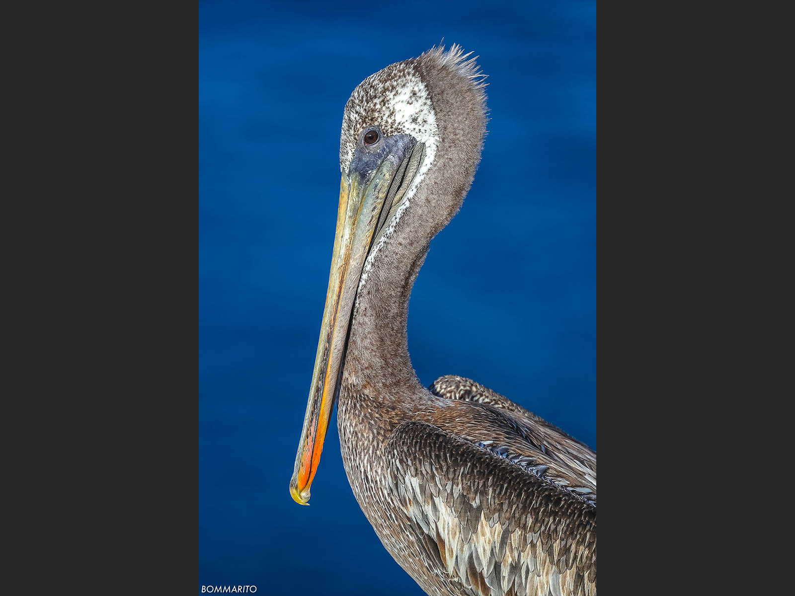 Brown Pelican of La Jolla