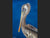Brown Pelican of La Jolla