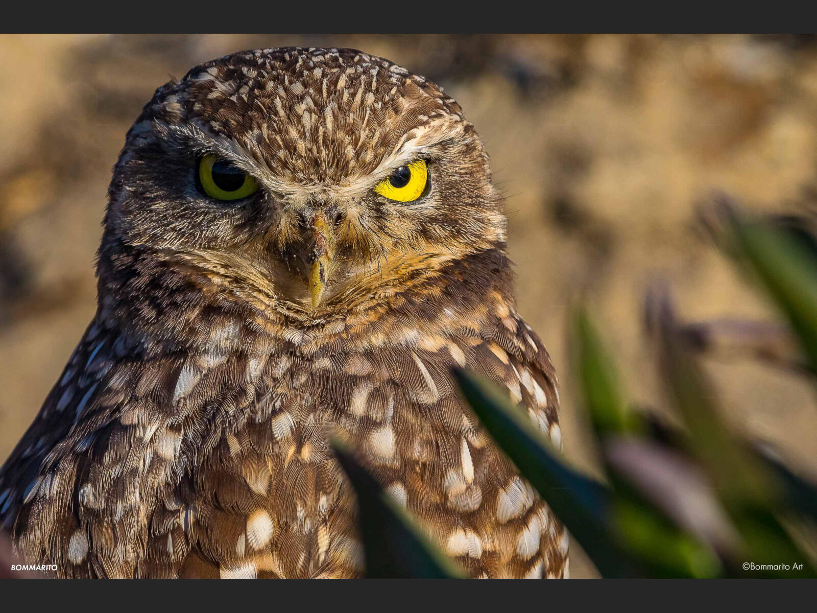 Burrowing Owl