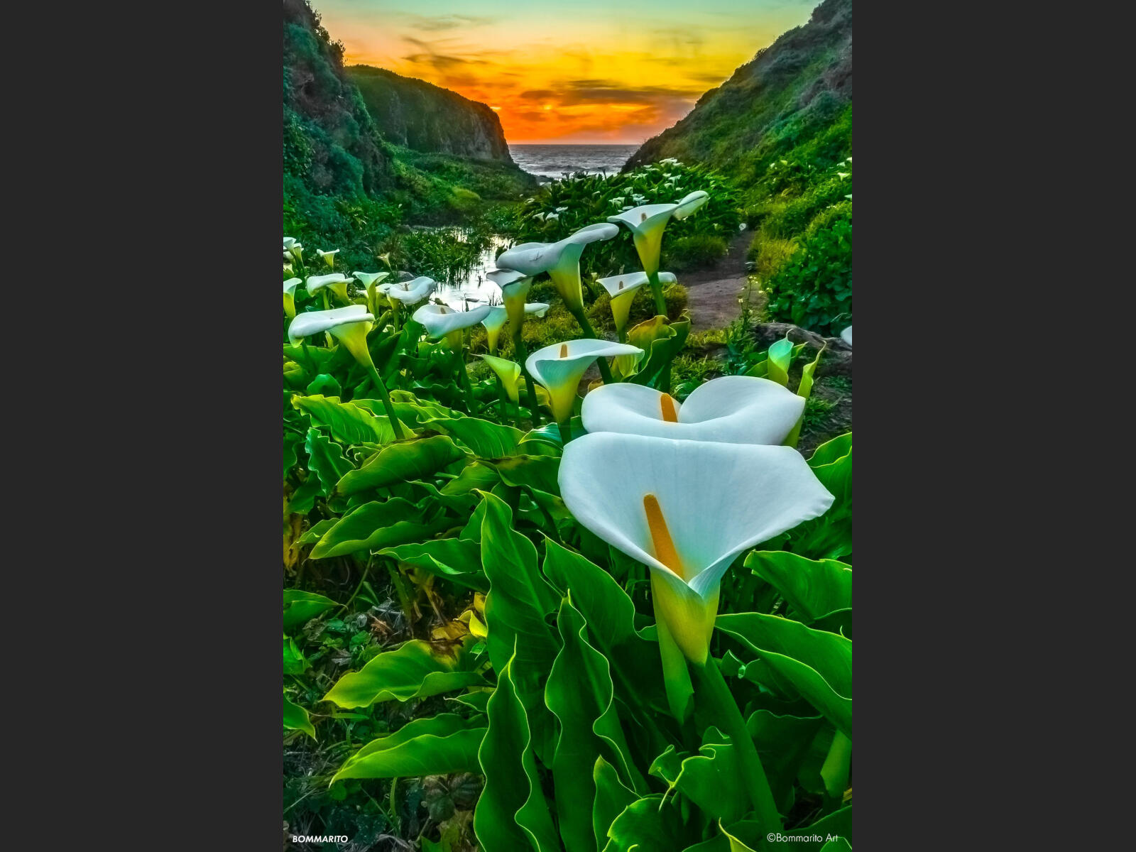 Calla Lily Valley