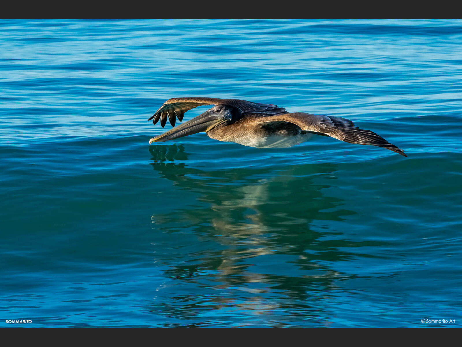 Carlsbad Pelican