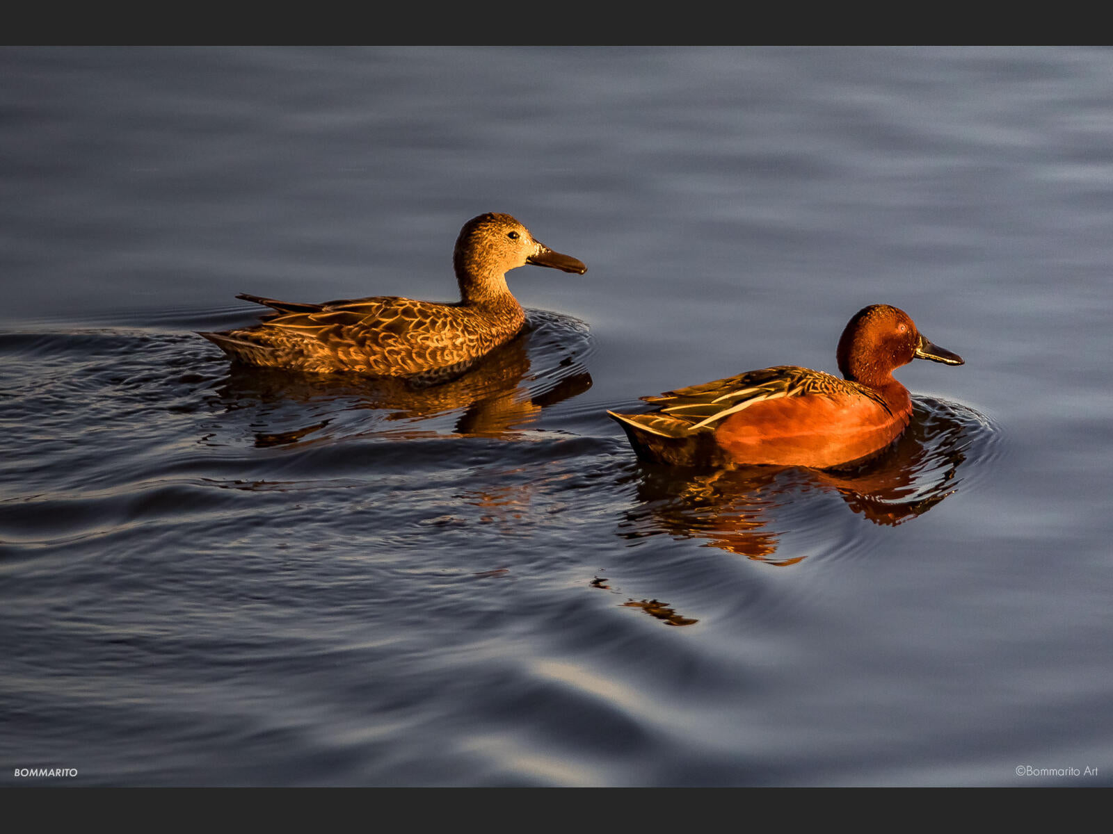 Cinnamon Teals