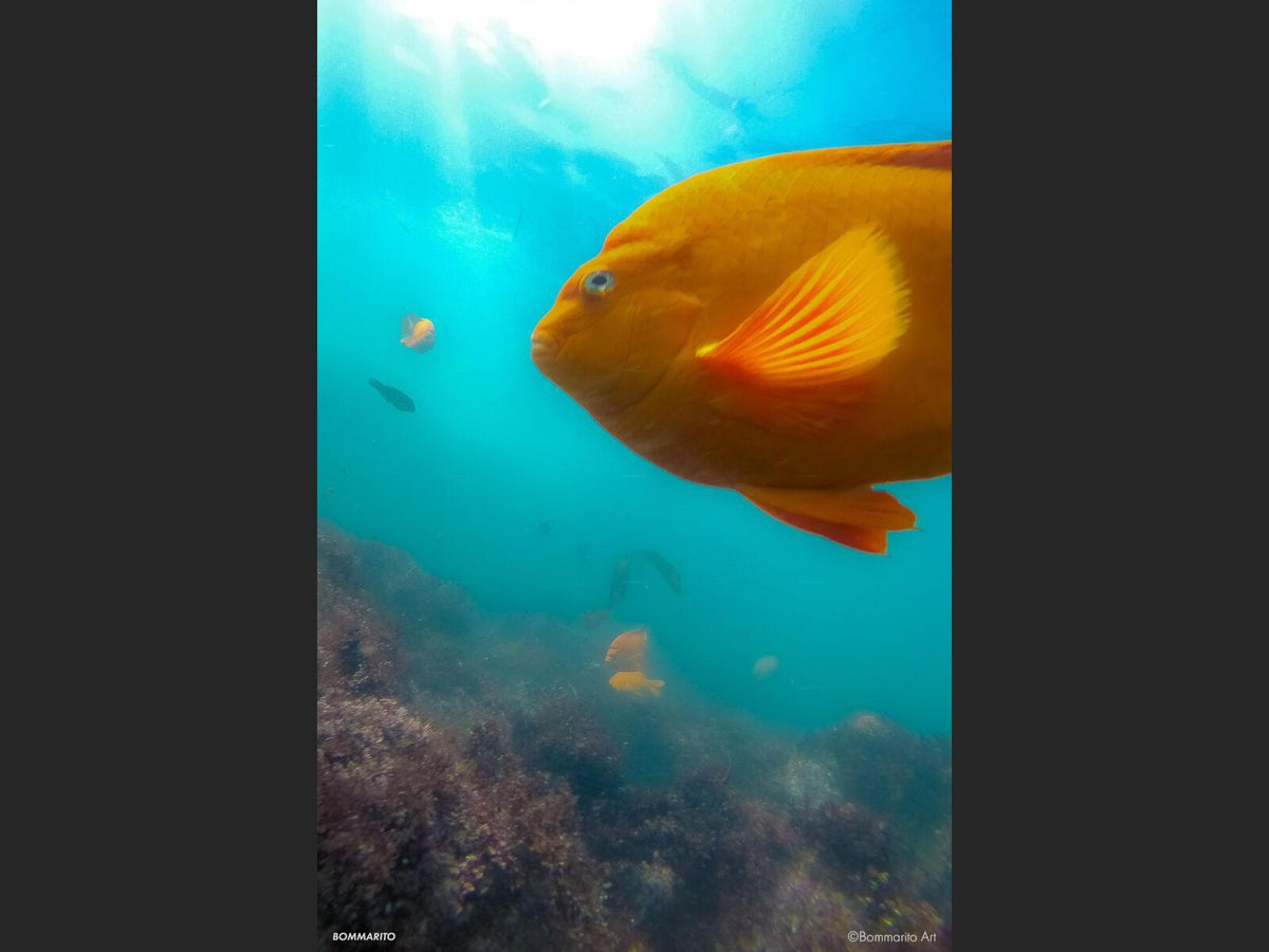 Clear Water Garibaldi