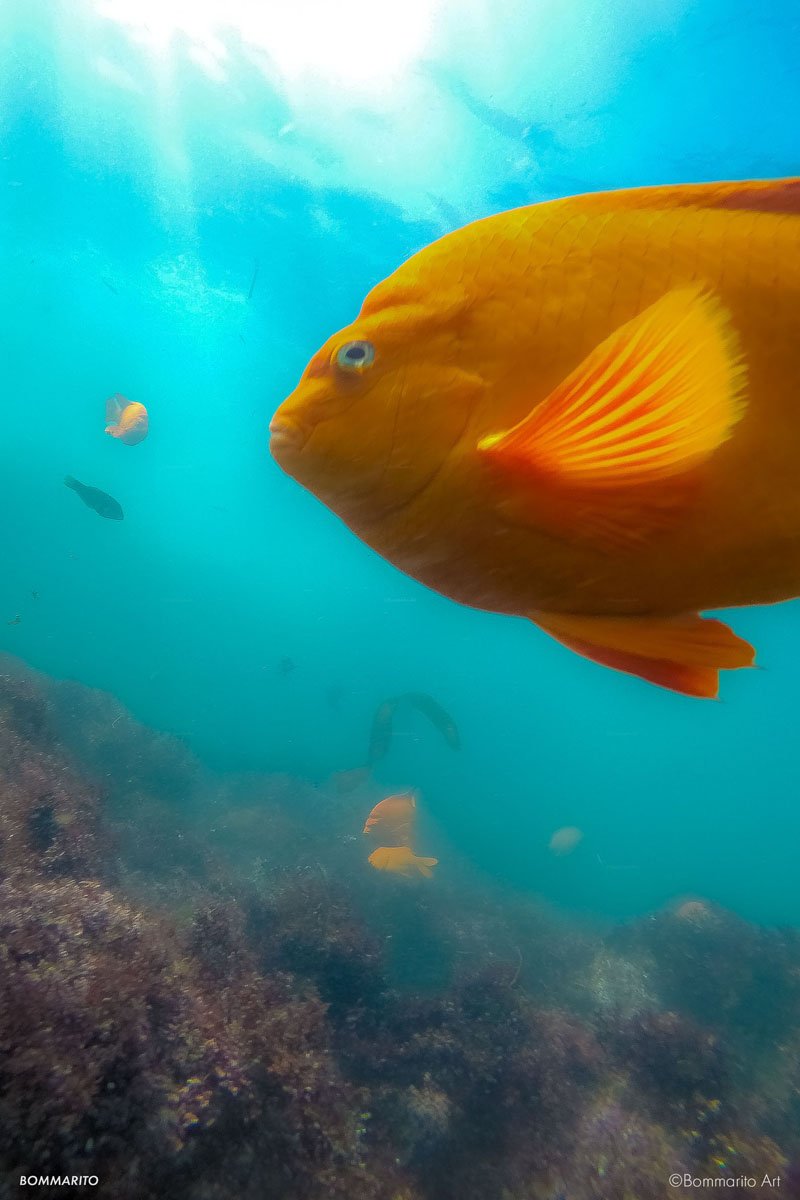 Clear Water Garibaldi