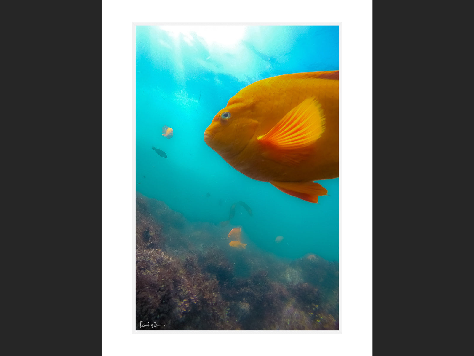 Clear Water Garibaldi