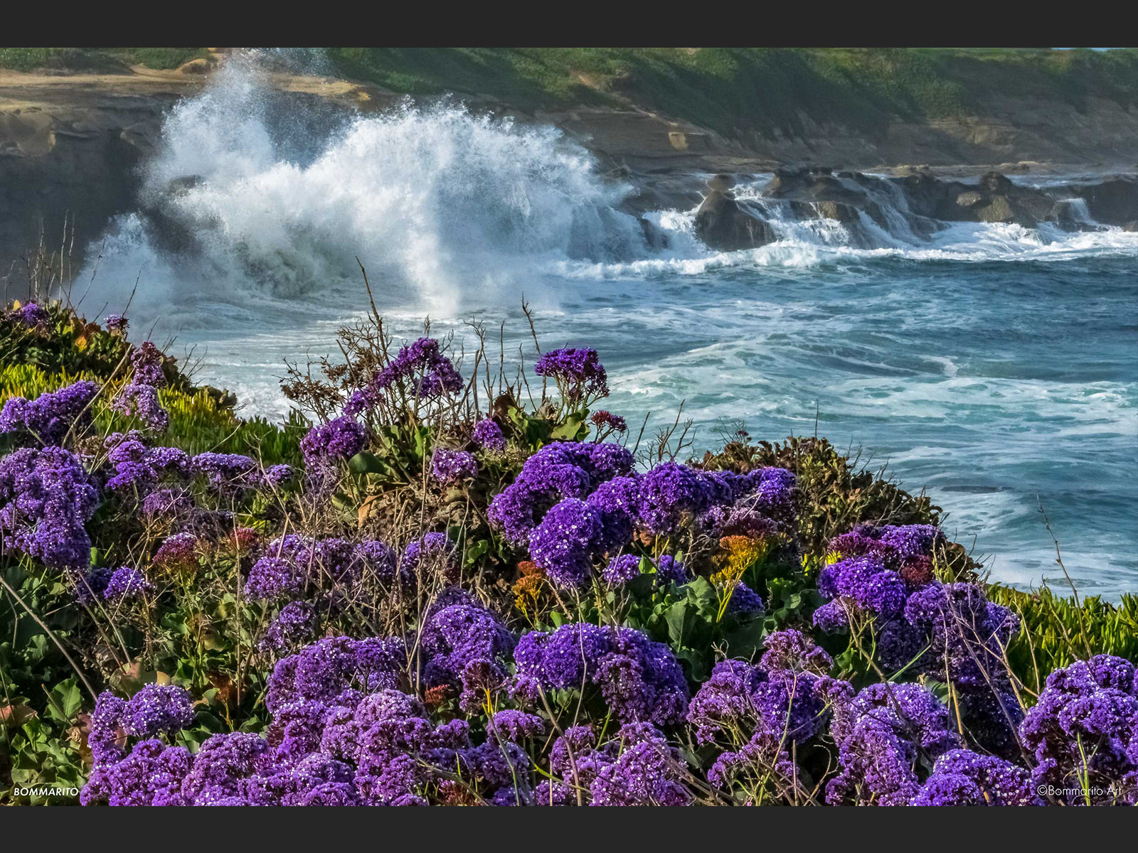 Coastal Sea Lavender