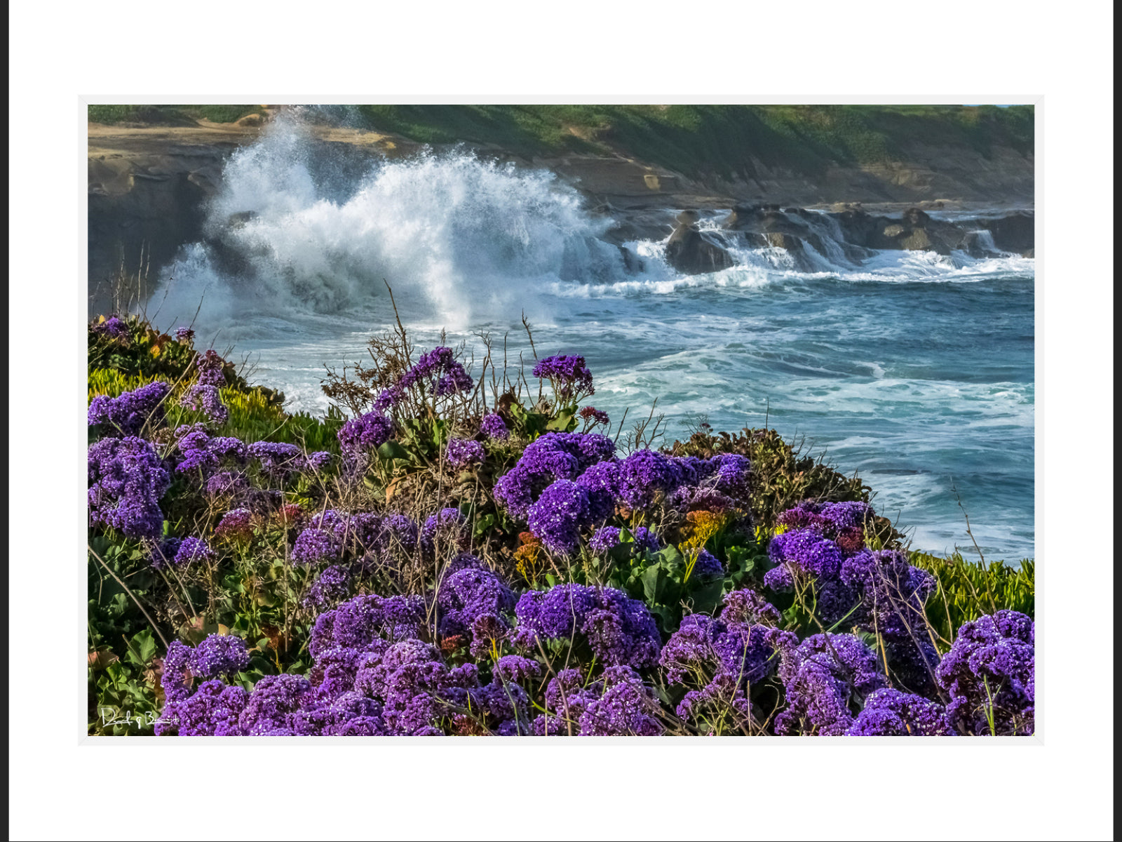 Coastal Lavender