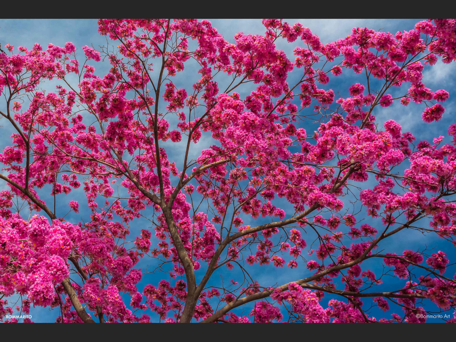 Color Blossom Storm