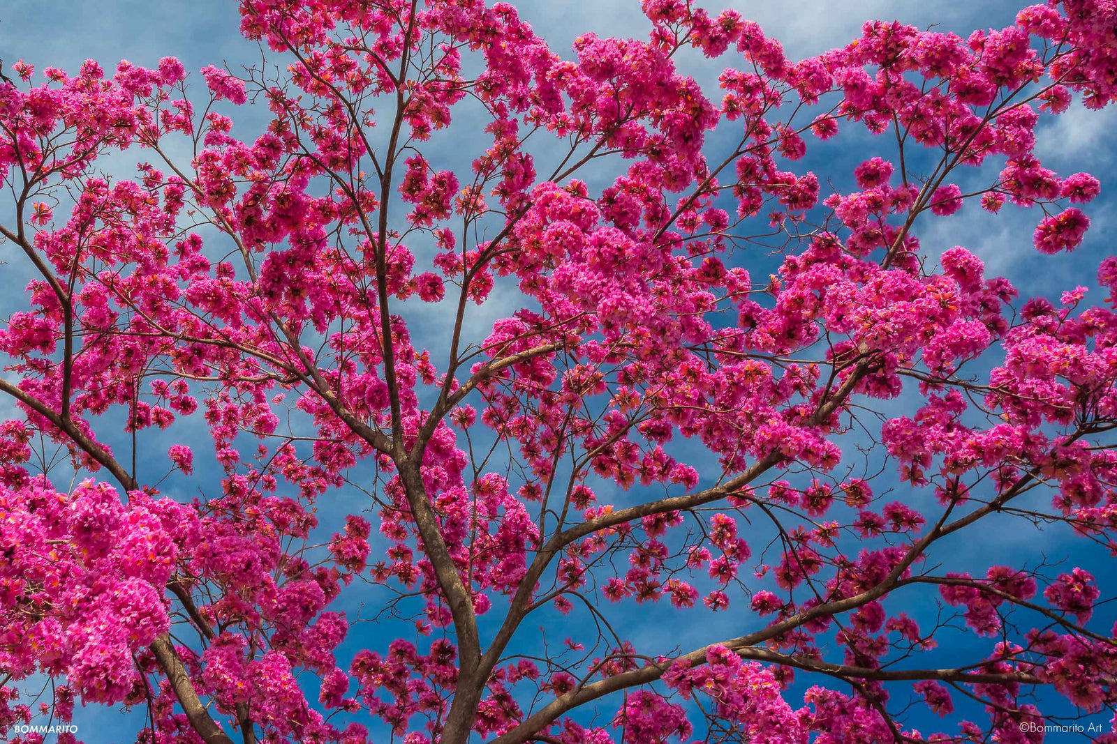 Color Blossom Storm
