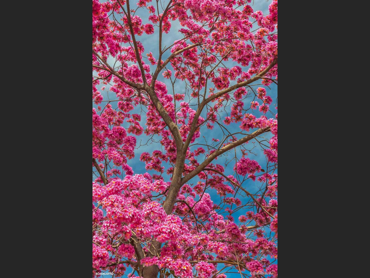 Color Blossoms