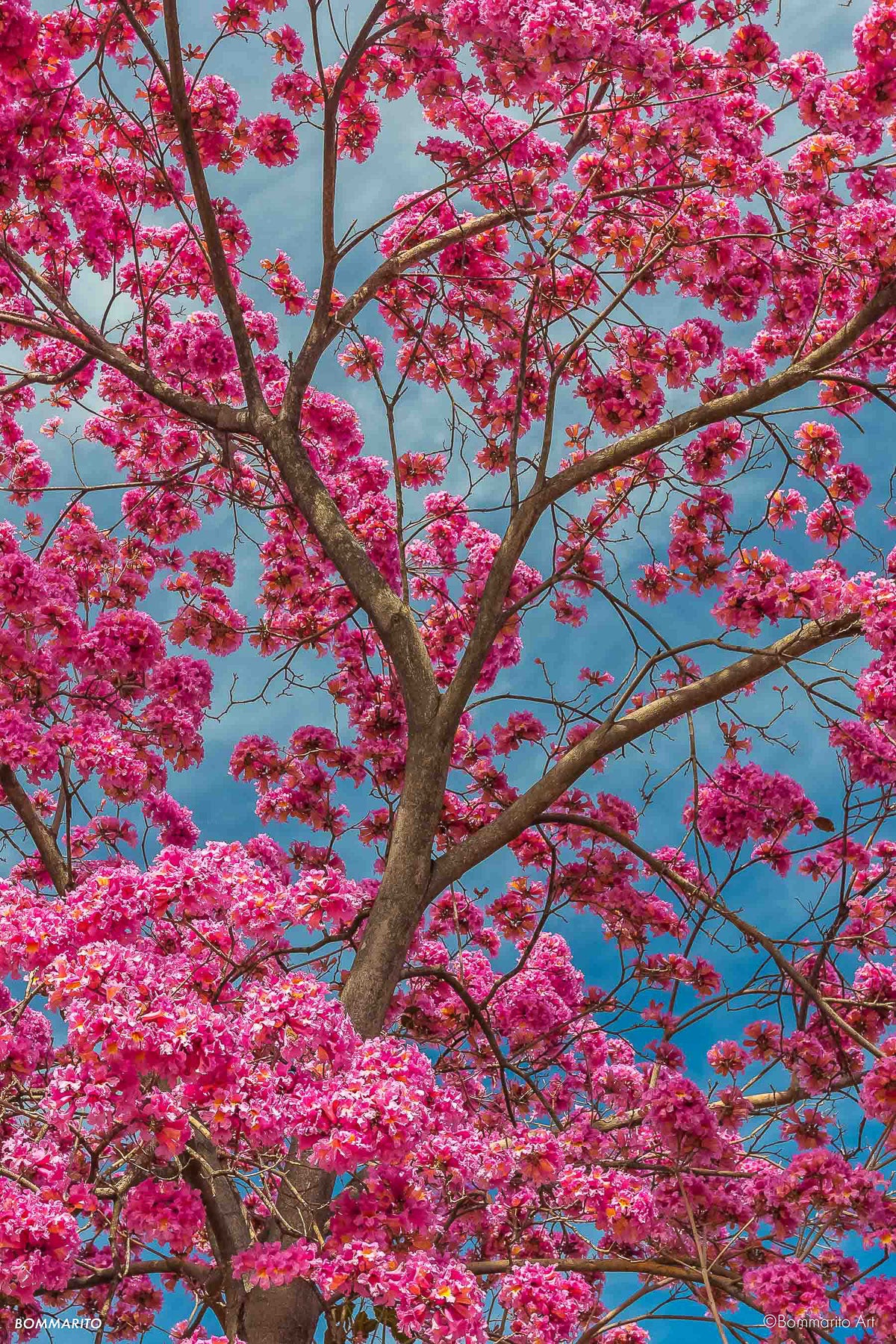 Color Blossoms