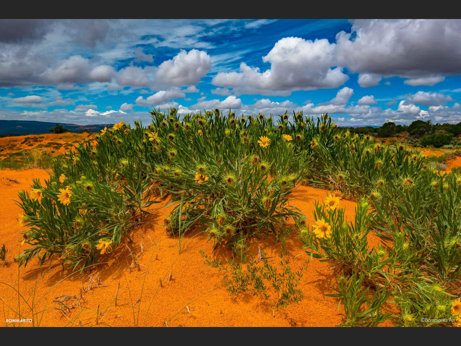 Coral Pink Sand Dunes