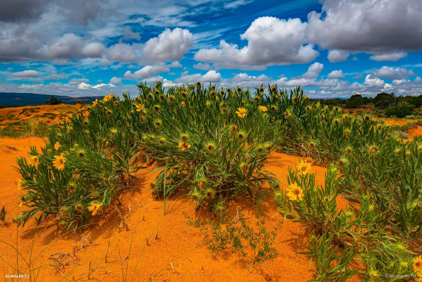 Coral Pink Sand Dunes