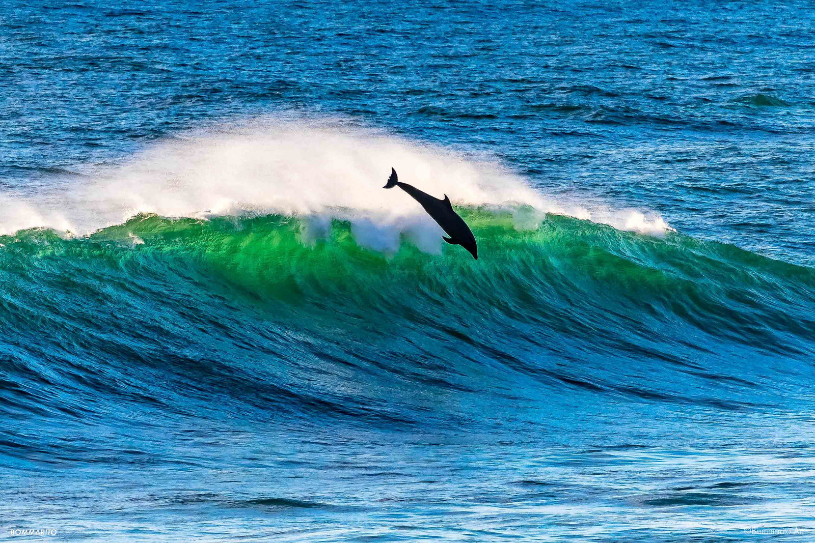 Dolphin in Flight