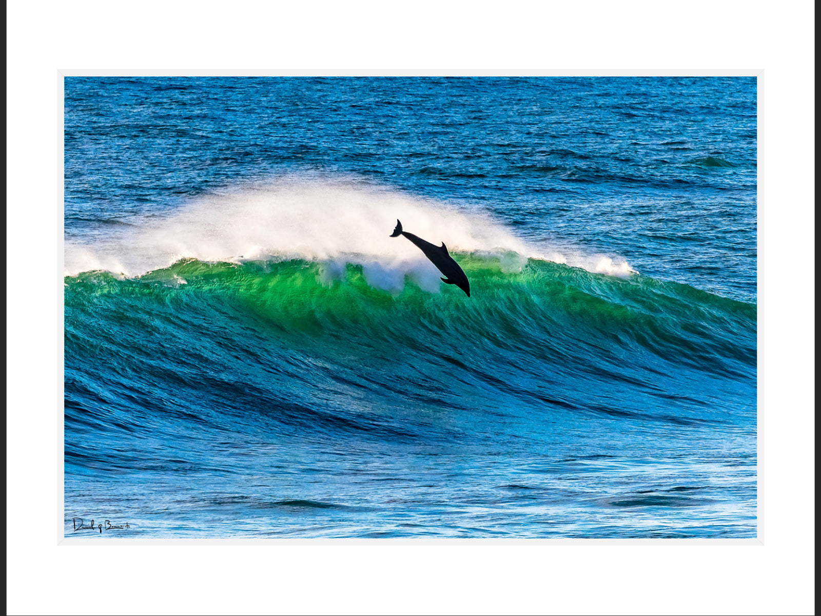 Dolphin in Flight
