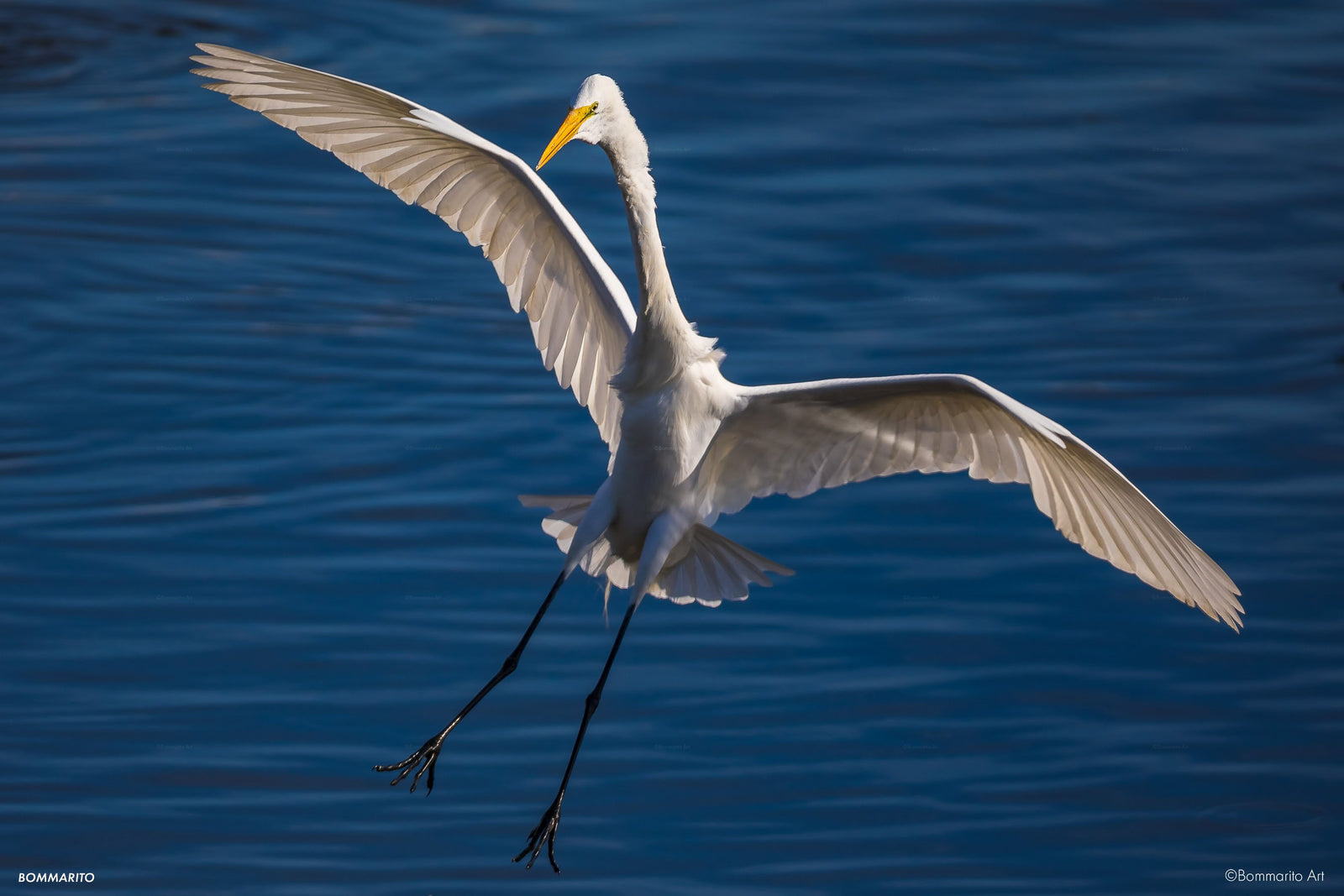 Egret Landing