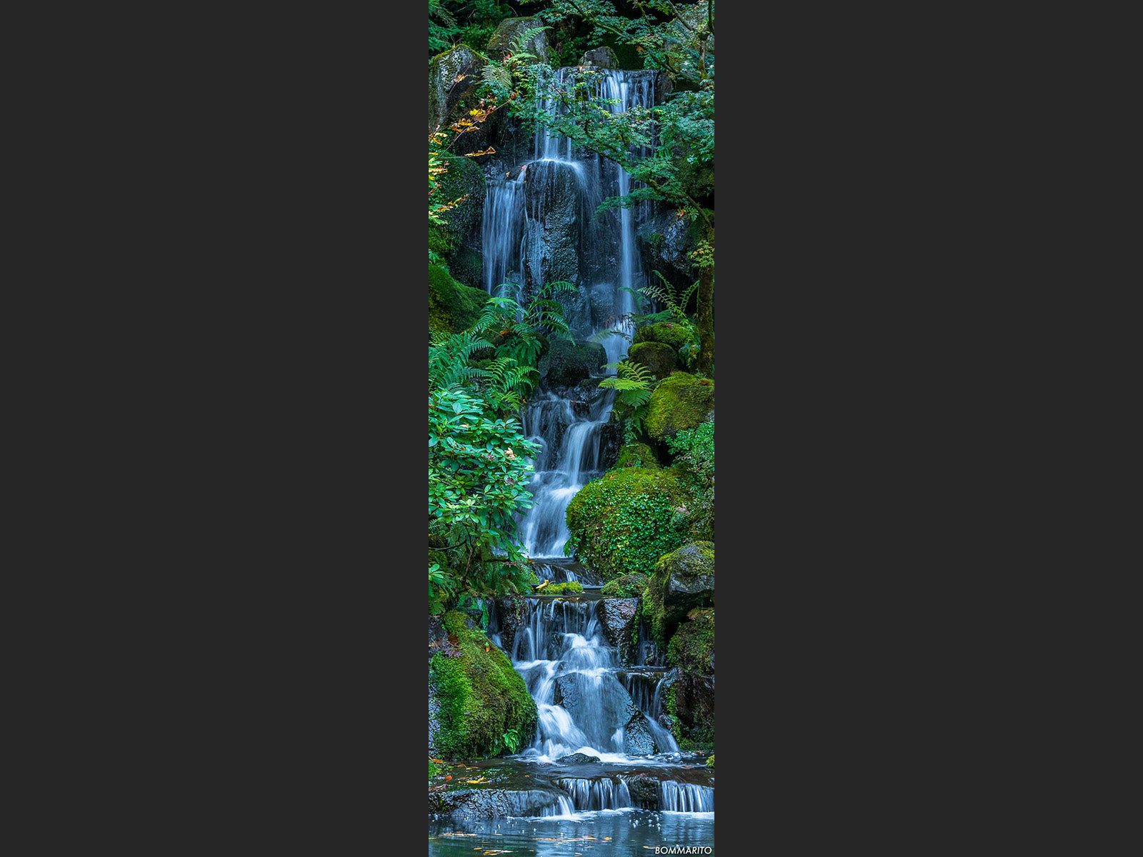 Forest Cascades