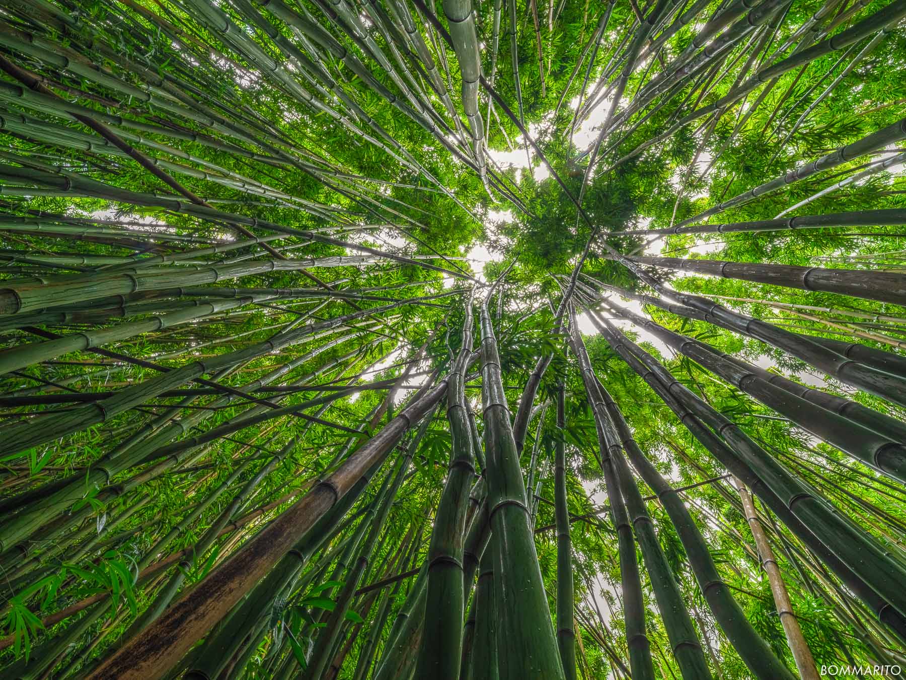 Forest of Bamboo