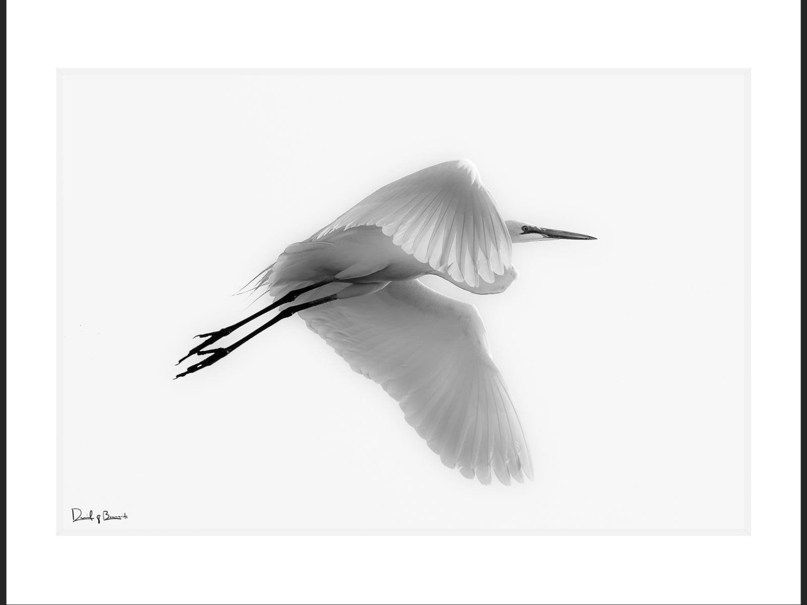 Great Egret
