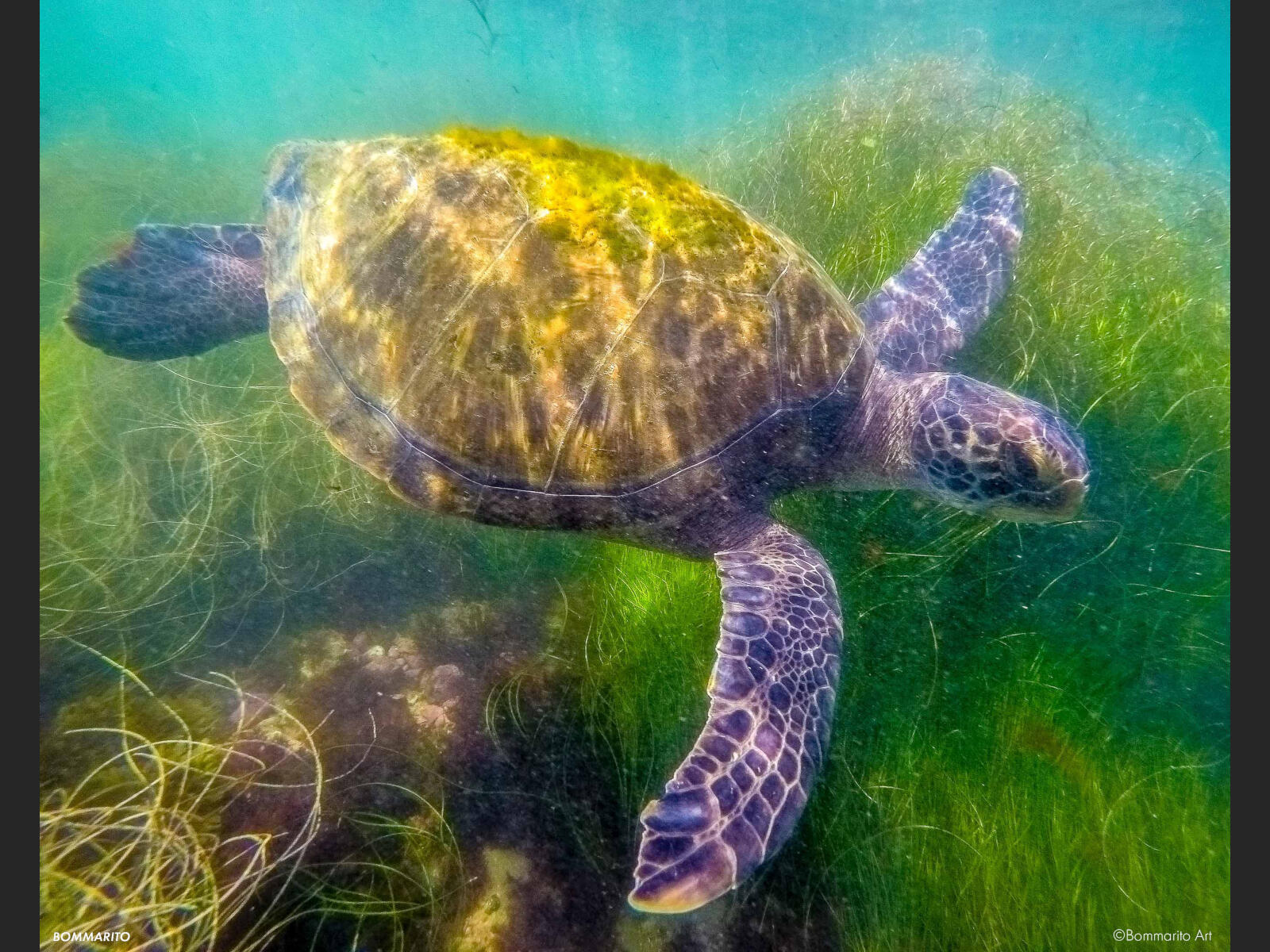 Green Sea Turtle
