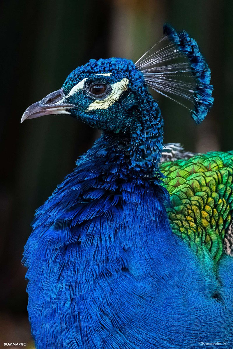 Iridescent Peacock