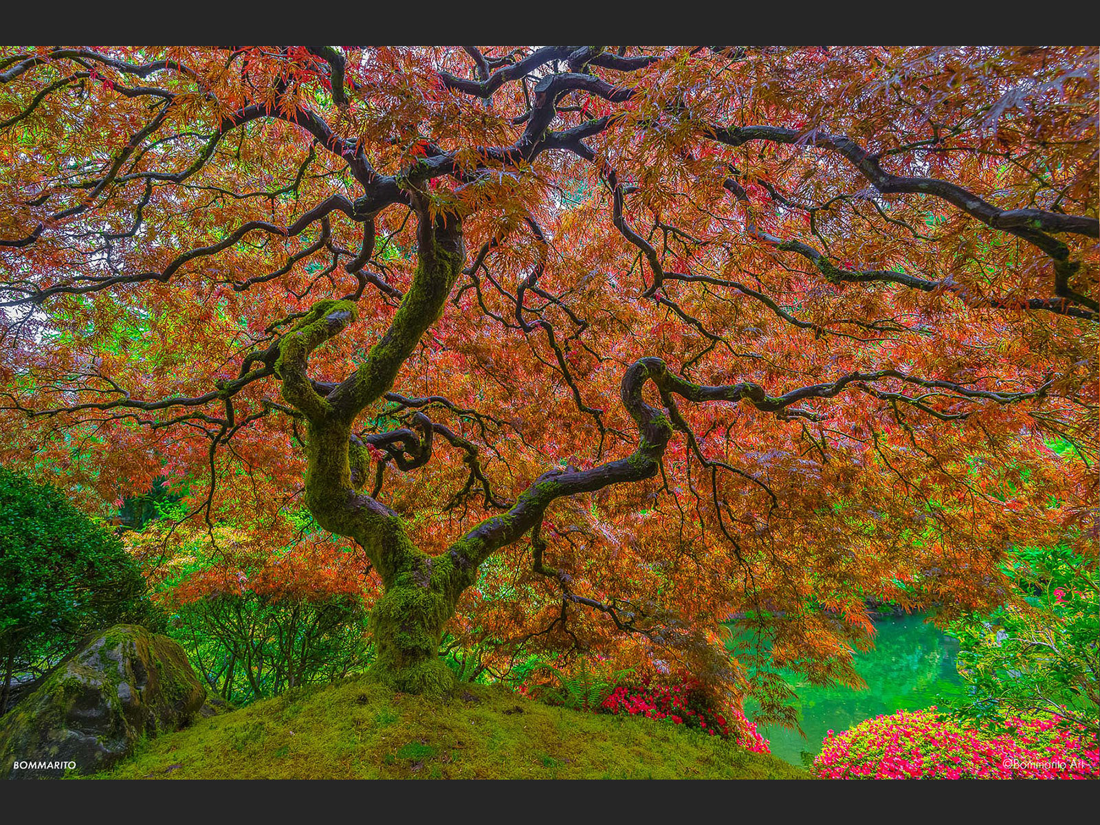 Japanese Maple