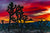Joshua Tree Winter Sunset