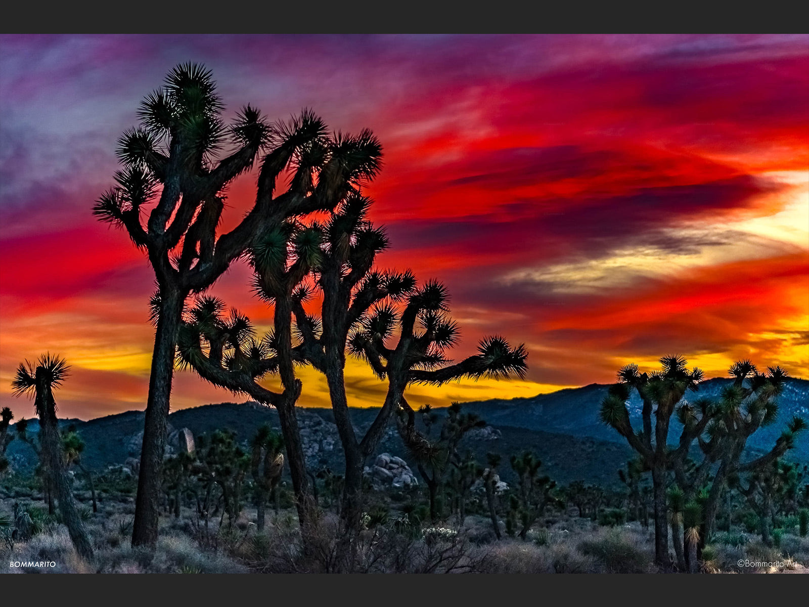 Joshua Tree Winter Sunset