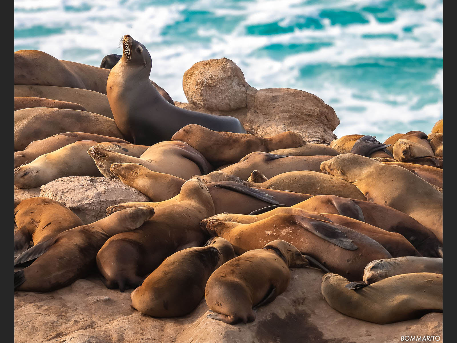 La Jolla Sealions