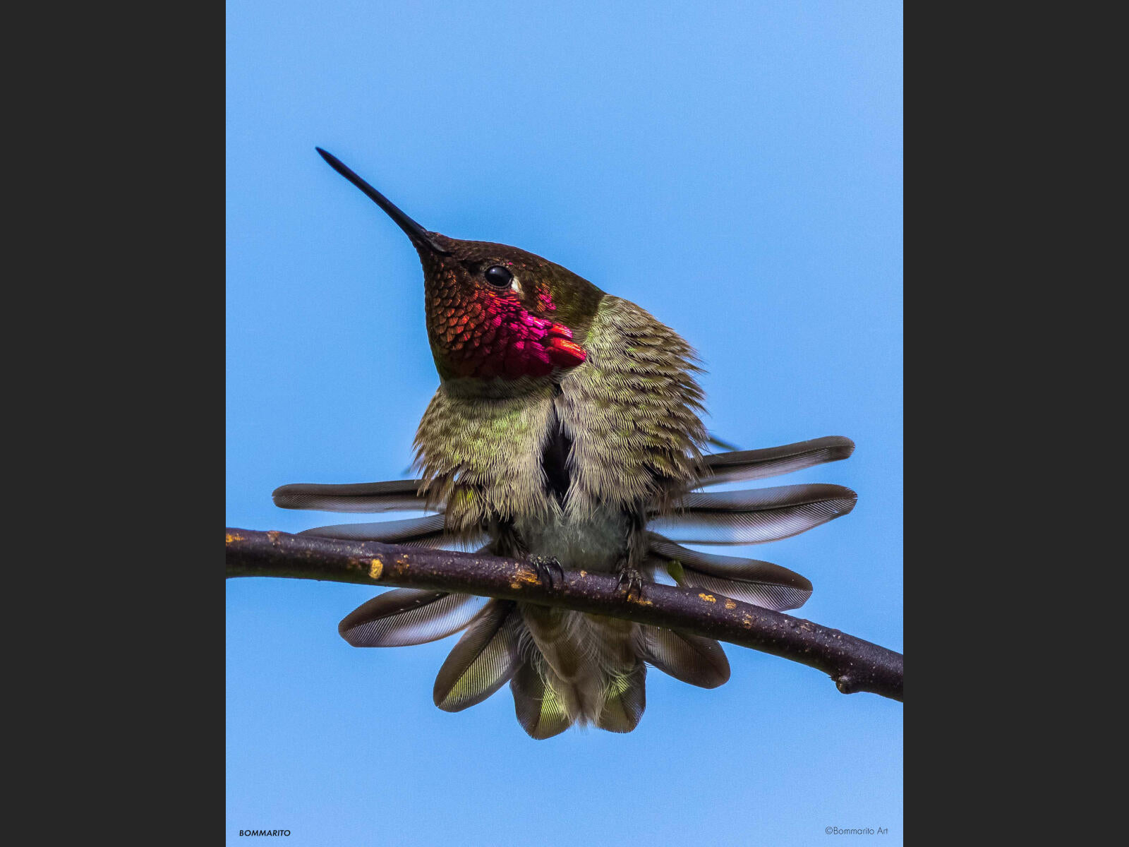 Hummingbird in Flight II