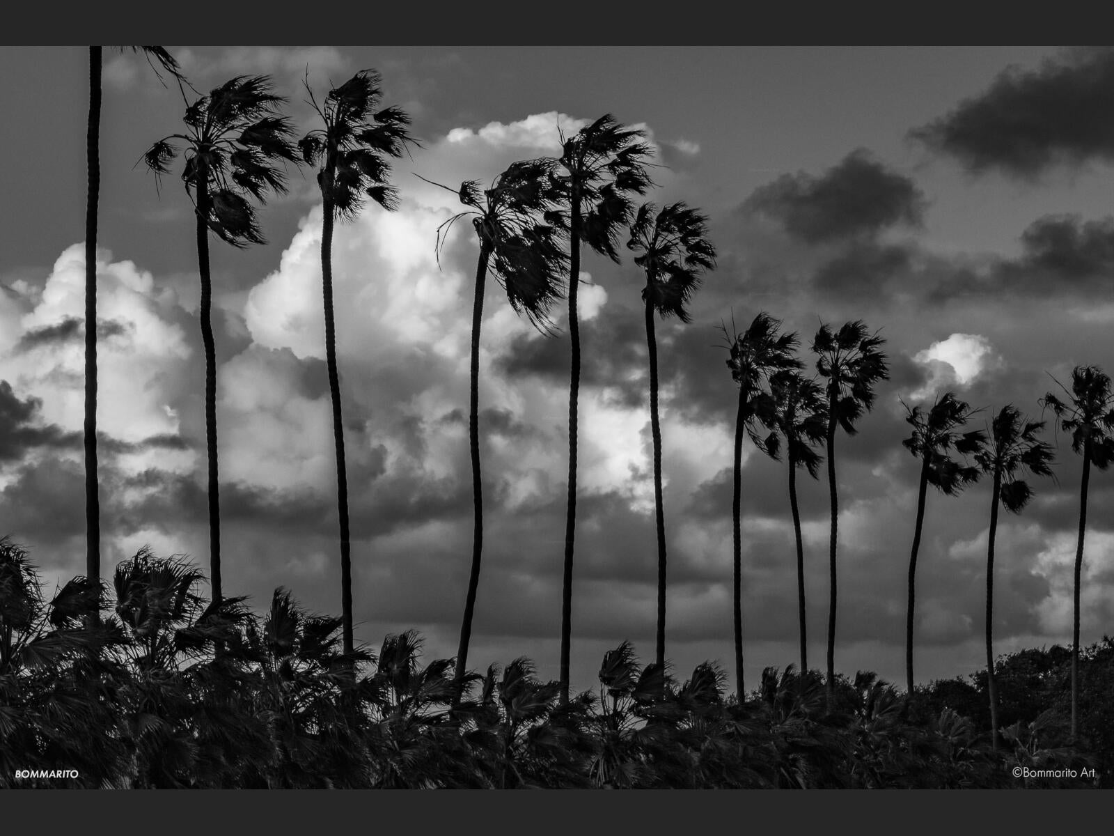 La Jolla Palms