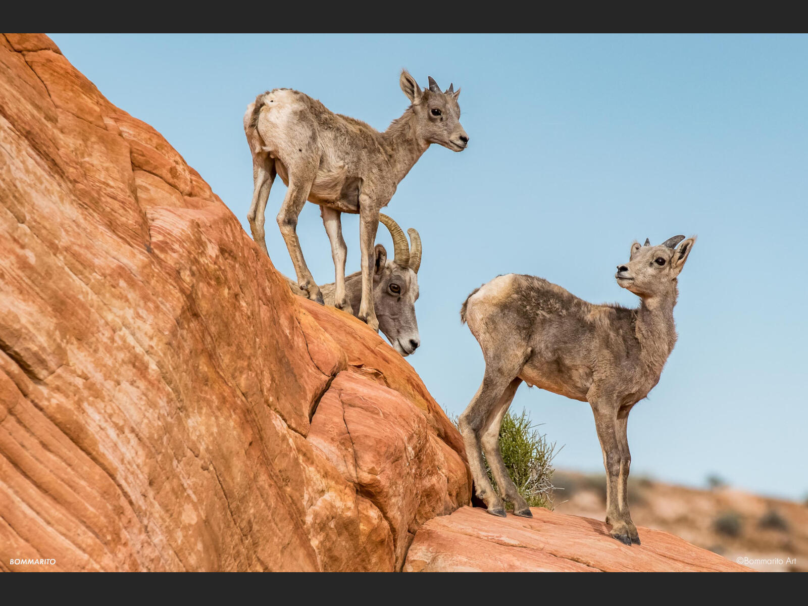 Little Bighorns