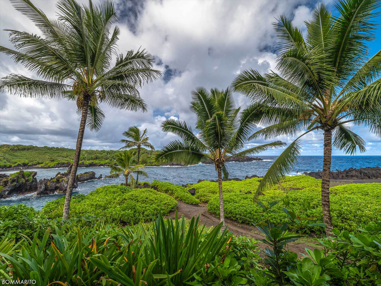Maui Palms