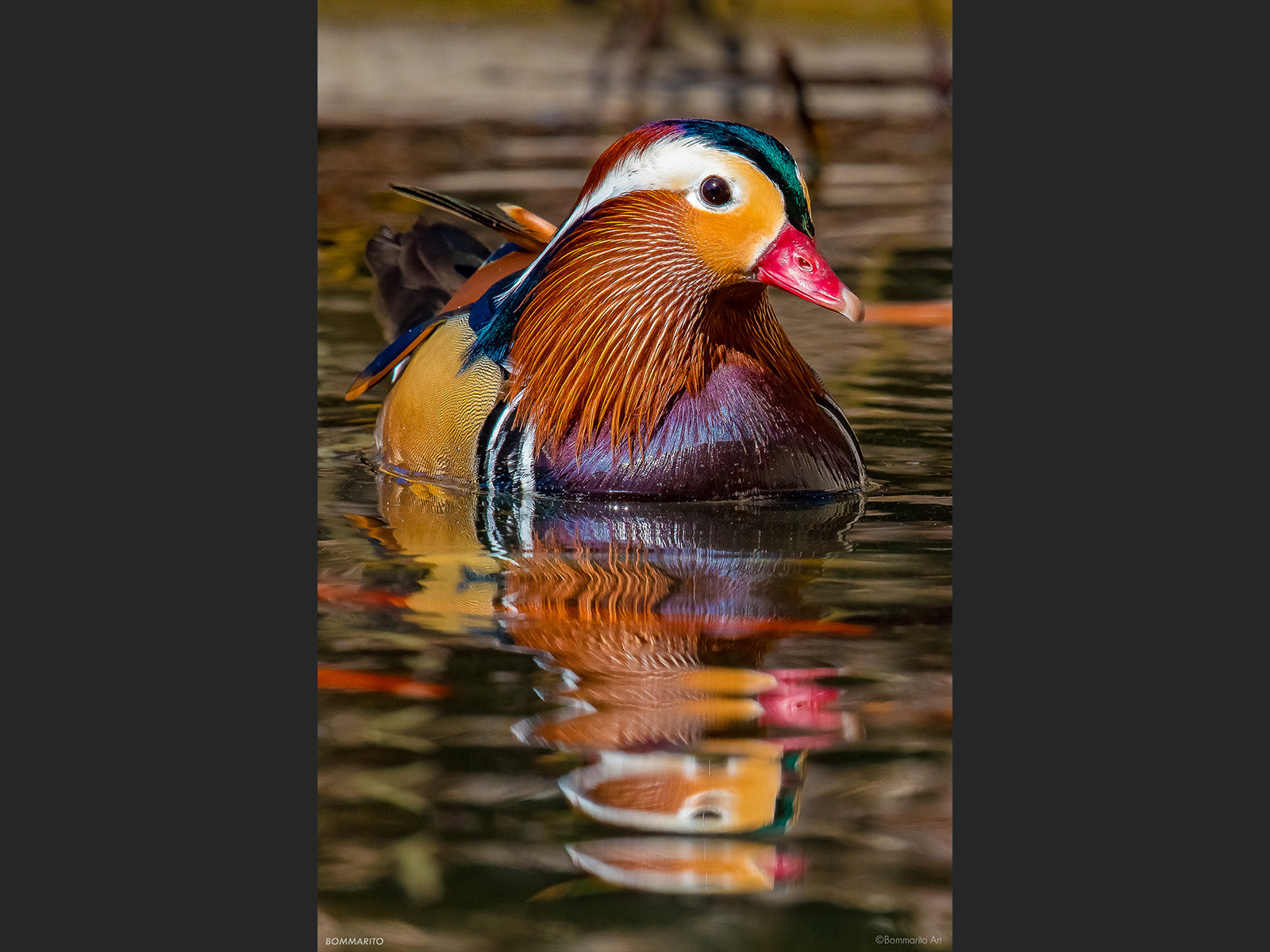 Mandarin Reflection
