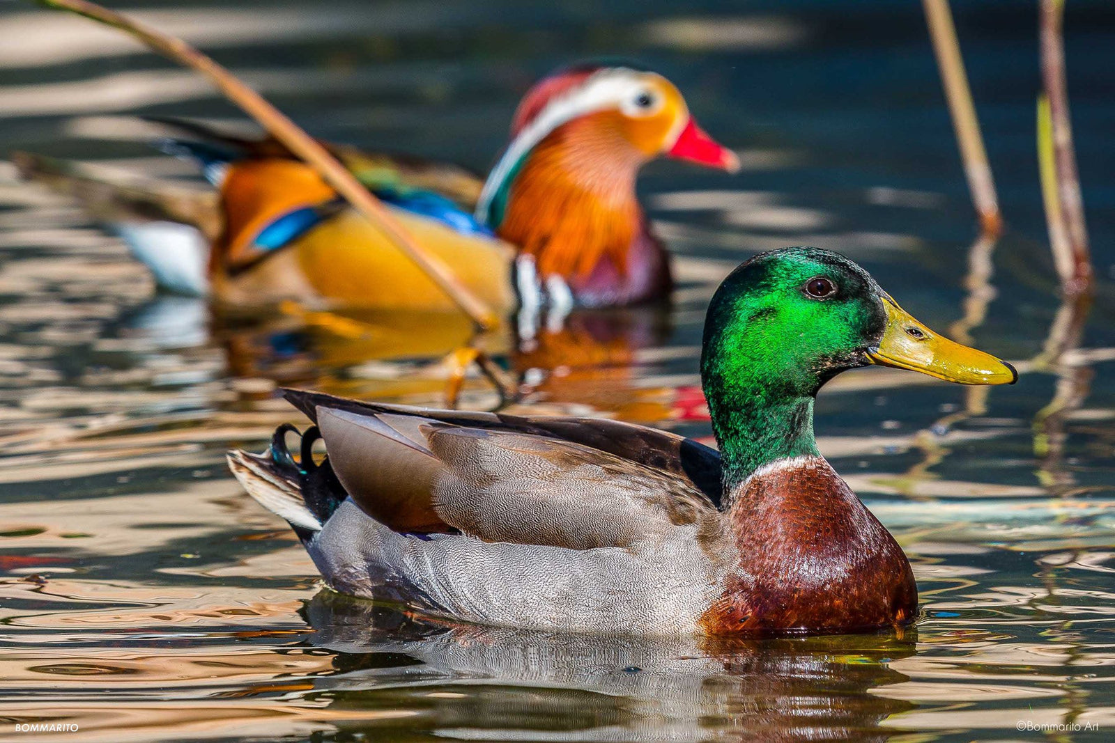 Mallard and Mandarin