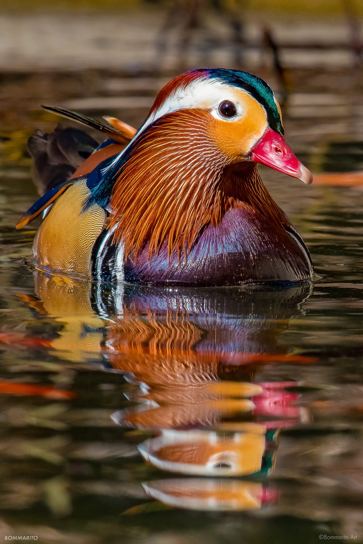 Mandarin Reflection