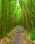 Maui Bamboo